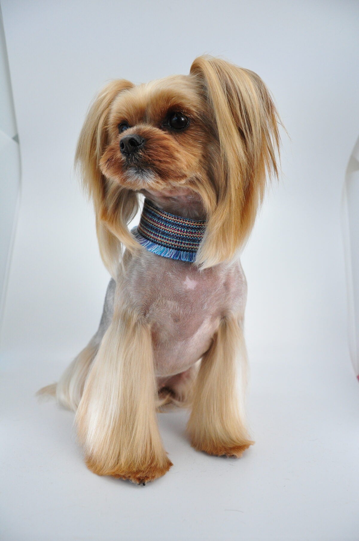 Silky groomed coat achieved with Melanie Newman Purify